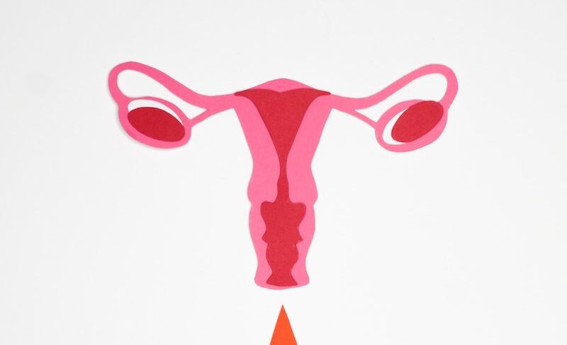 Graphic Photo of a Woman's Reproductive System